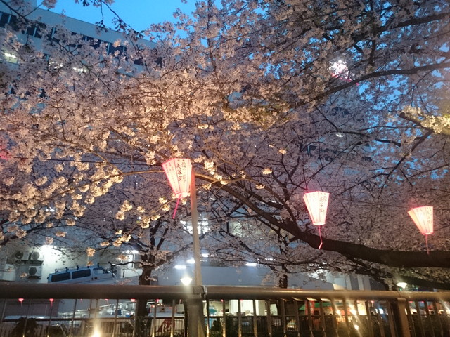 夜桜　その２