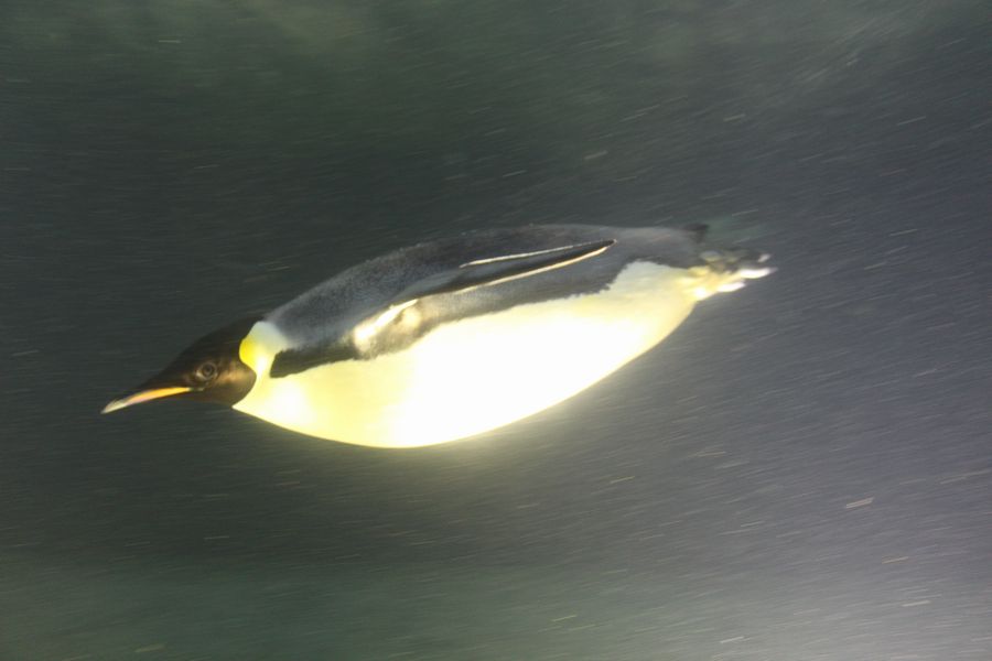 ペンギン　その１